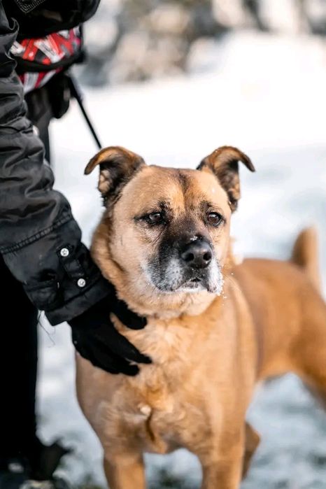 Ares weteran jastrzębskiego schroniska