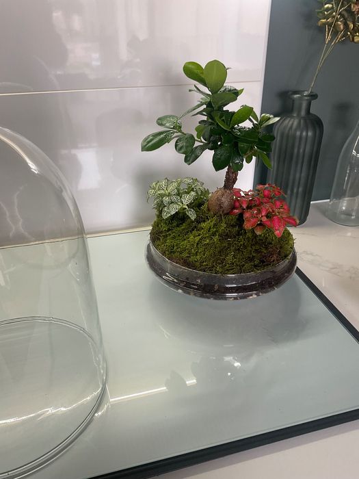 Terrario vidrio plantas naturais
