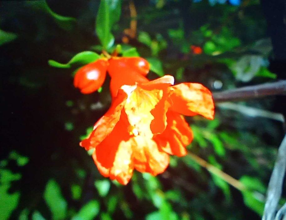 Гранат, сорт Ак-Дона