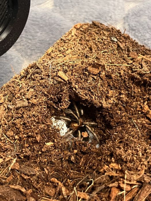 Ptaszniki skorpiony skakuny  - różne gatunki