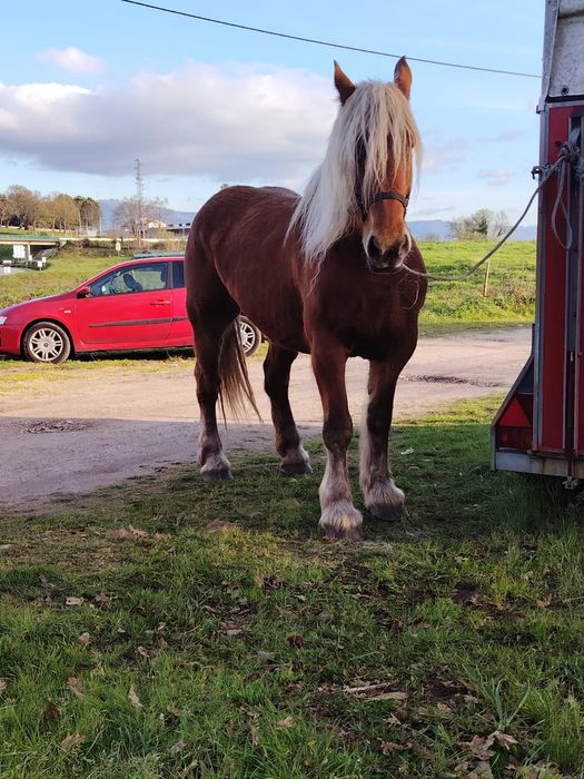 Vendo égua pechorona com 6 anos de idade com livro muito mansa  engata