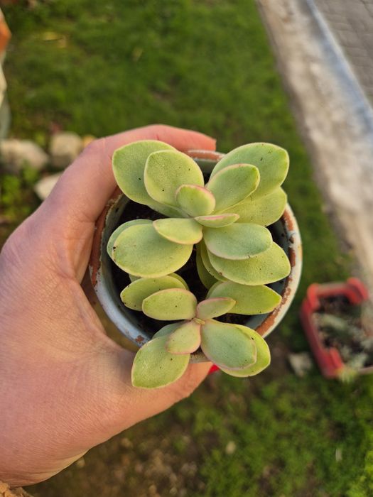 Suculentas mini vaso 5-6cm