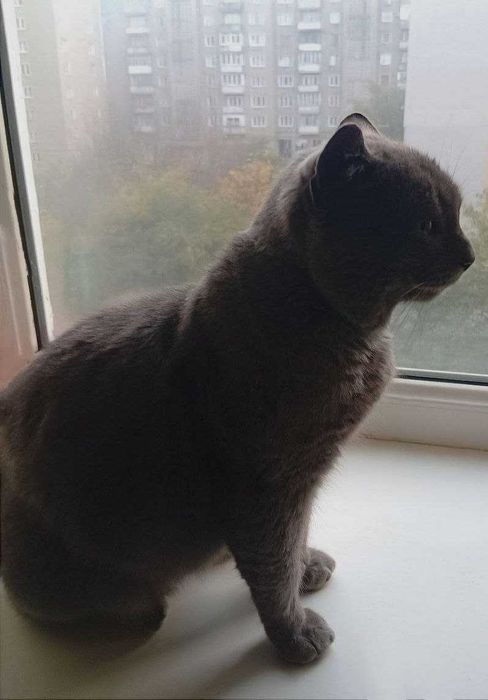 Британець котик в добрі руки