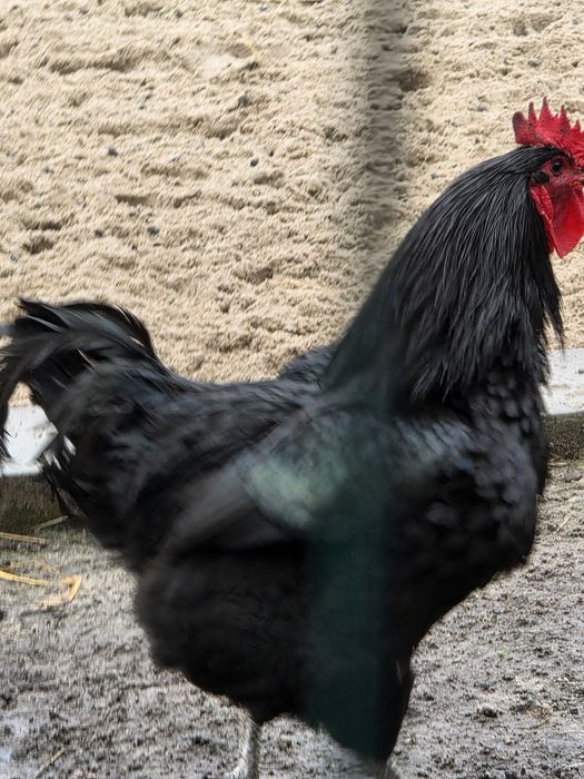 Galo novo lindo e pesado