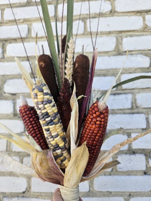 Кукурудза кольорова червона