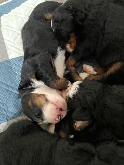 Berneńczyk do rezerwacji