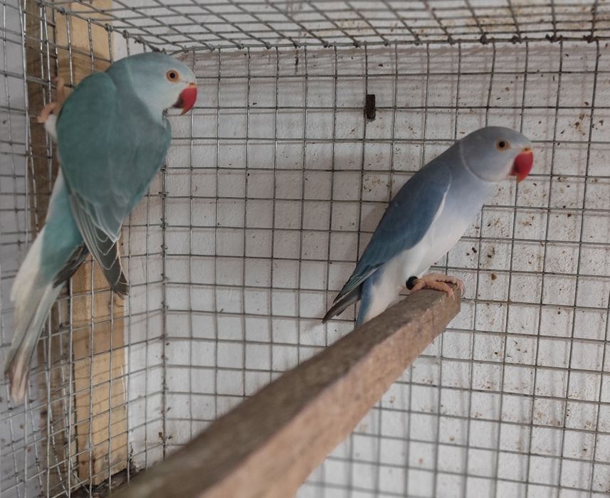 Casal ring neck cc // opalino