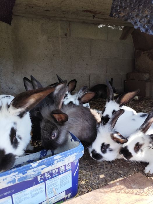 Coelhos para venda