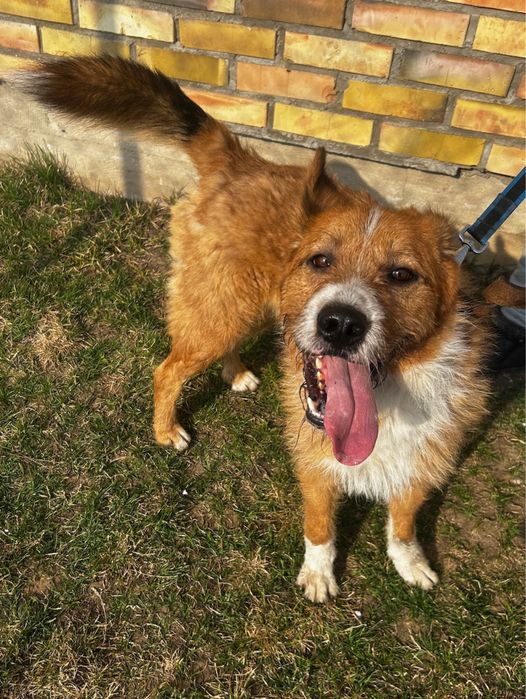 Piesek do adopcji PRECEL