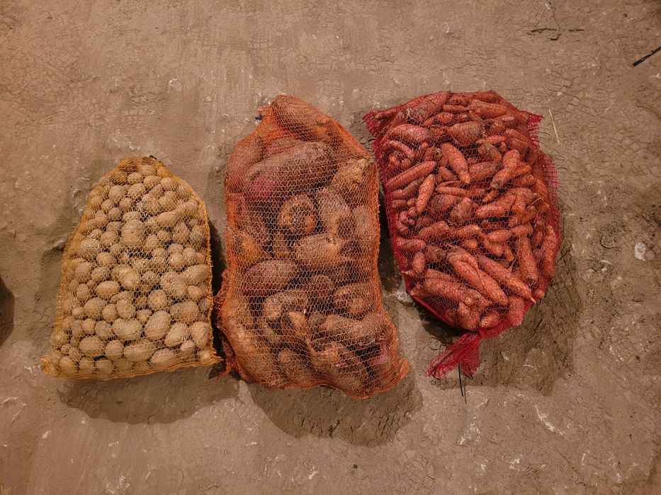 Ziemniaki paszowe buraki pastewne marchew odpadowa