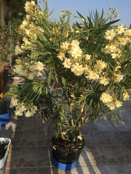 Oleander żółty pachnący z własnej uprawy