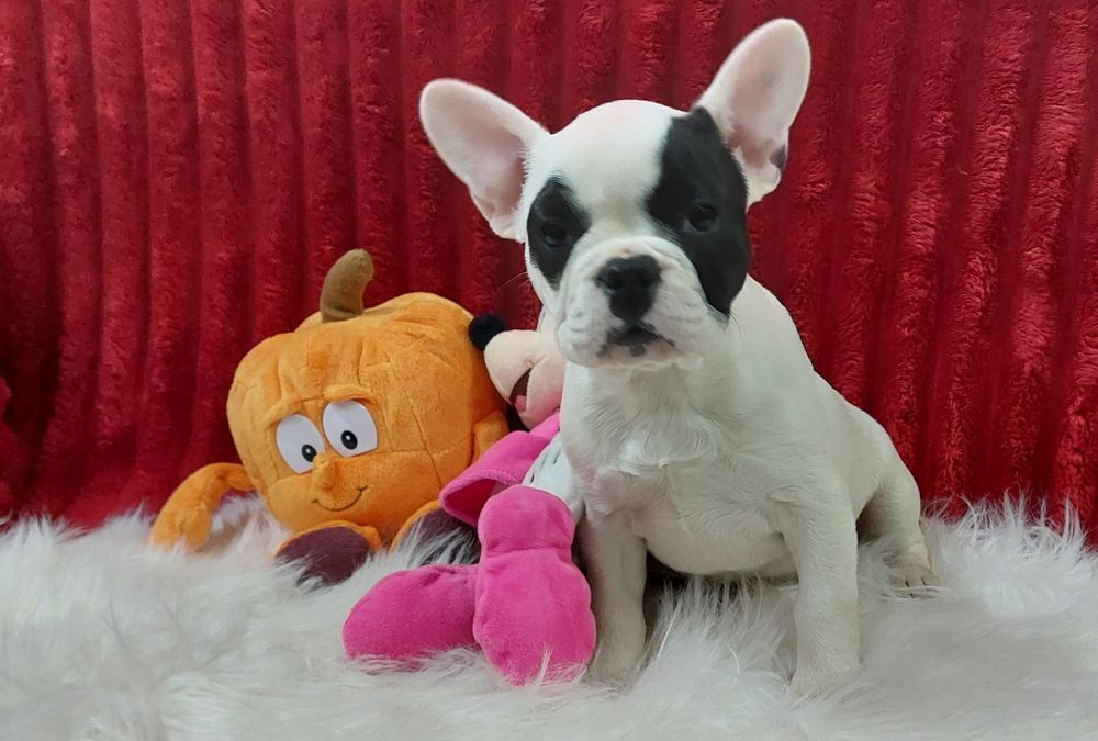 Bulldog francês menina