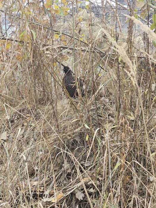 Продам фазана фазанят