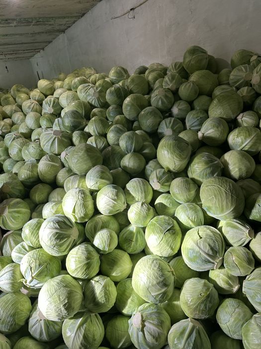 Капуста 4.5грн продікус , сторідор