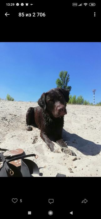 Вязка лабродора