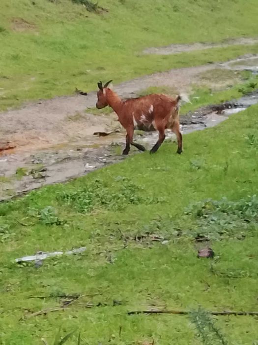 Cabra micro anâ prenha