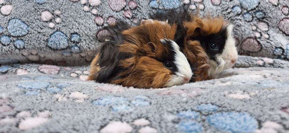 Swinki morskie samiczki Peruwianki.