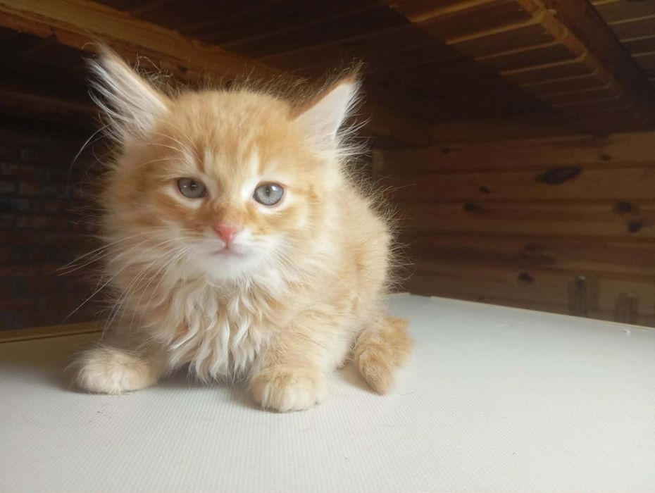 Руде кошеня у добрі ручки