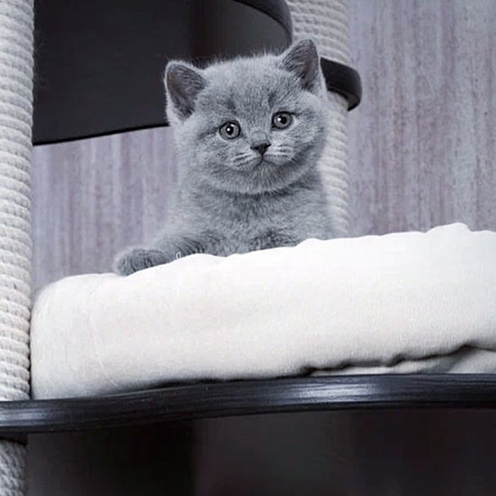 Кошенята в наявності