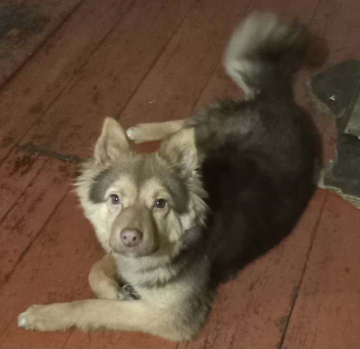 Віддам цуценя підлітка в добрі руки