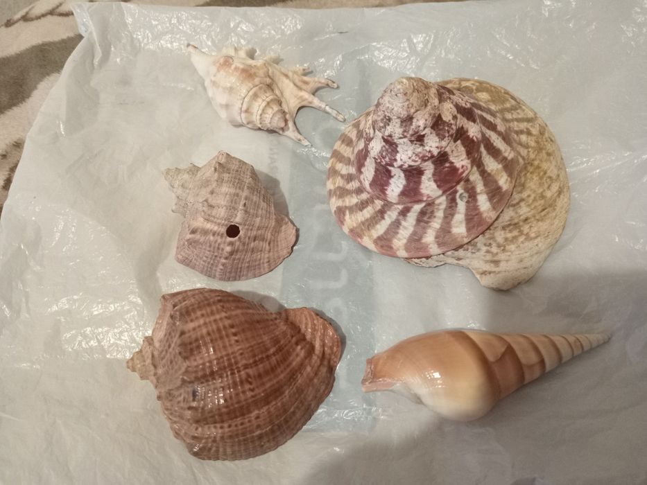 Ракушки для акваріума.