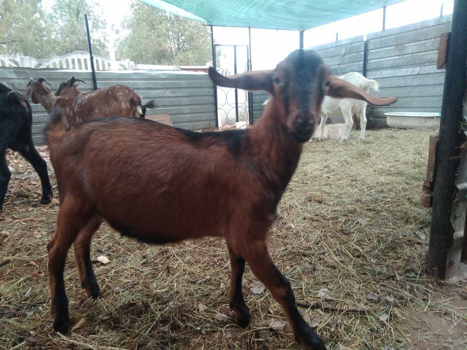 Альпо-нубіїськи козлики