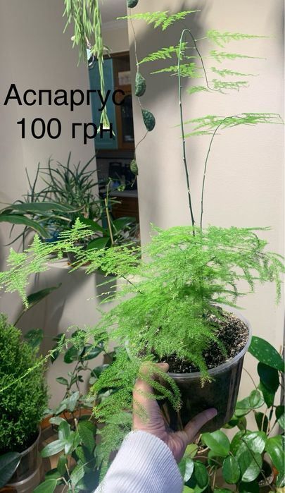 Алое Вера Аспарагус сансевієрія Хлорофітум варієгатний Боні