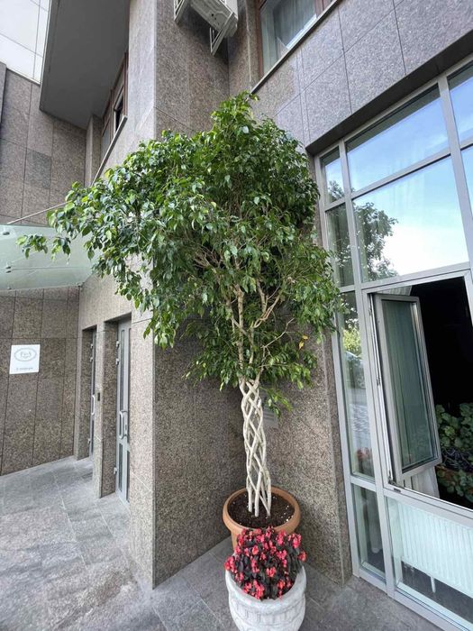 Фікус Бенджаміна (2)