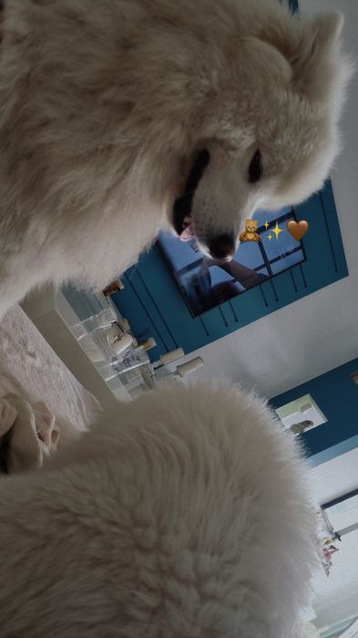 Samojed/Samoyed - Przepiękne odchowane szczeniaki, gotowe do domu!