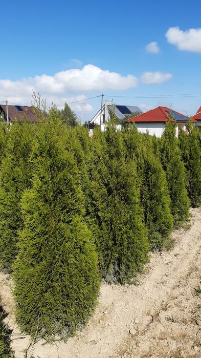 Mega gruba Tuja smaragd ( Tuja szmaragd) 160-180 cm wysokości