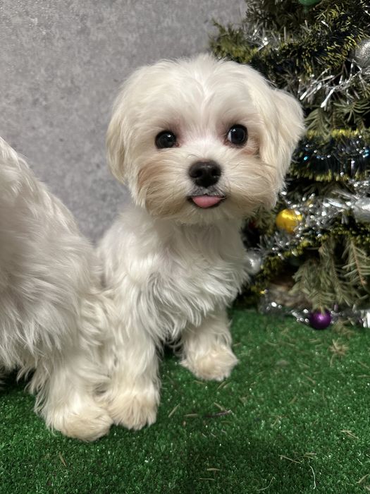 Щенки мальтийской болонки