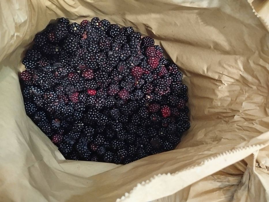 Продаємо на постійній основі ягоди Смородини,Ожини,Малини
