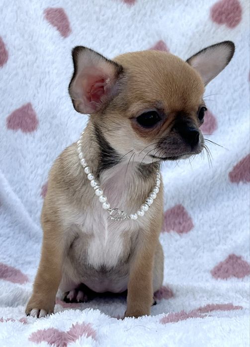 Chihuahua femea Pelo Curto