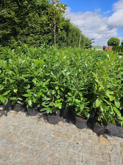 Tuja Tuje szmaragd 70 cm