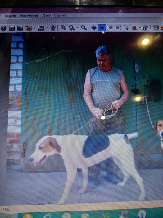 Украли собак пегая гончая