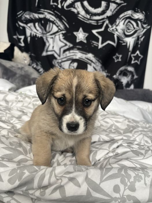 Piesek jest zarezerwowany