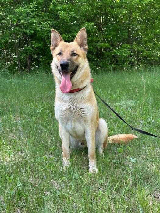 Mlody, przyjacielski Texas poleca się do adopcji