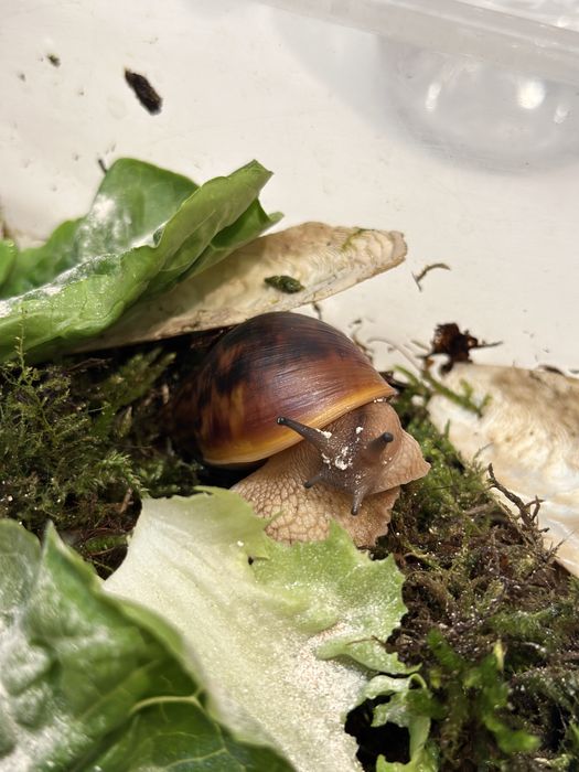 Achatina achatina Tiger giant African snail Nominal