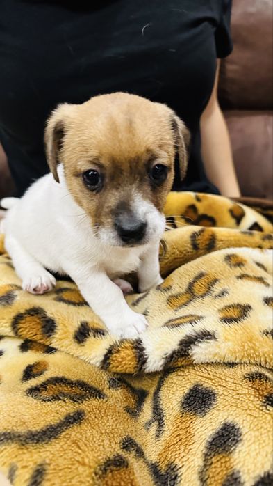 Цуценята Джек Рассел