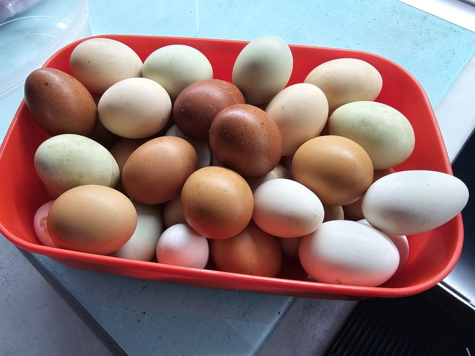 Ovos Caseiros  duzia