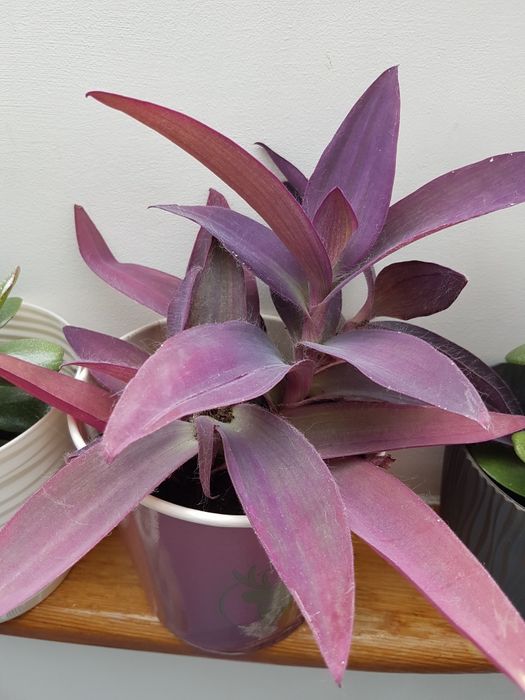 Kwiaty  sensavieria ,trzykrotka i inne