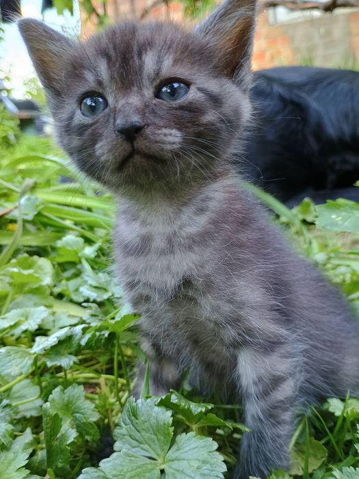 Кошенята !!!Віддам
