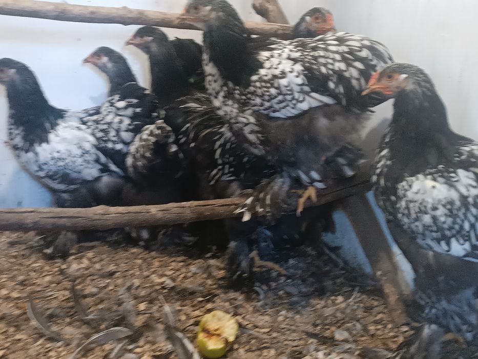 Брама Срібло Молодняк