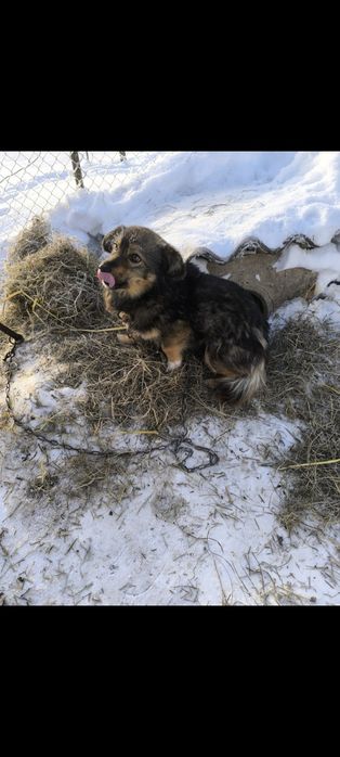 Віддаємо 2 хлопчика в хороші руки