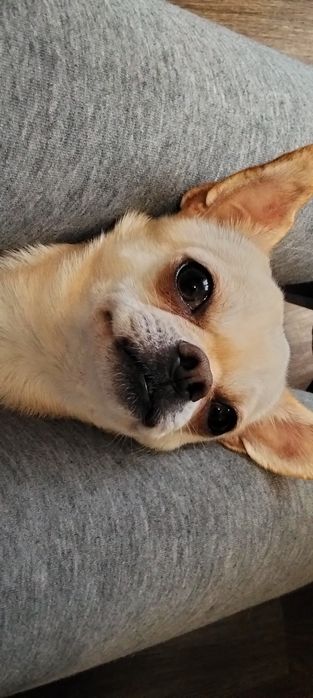 Для вязки,Чихуа Мальчик