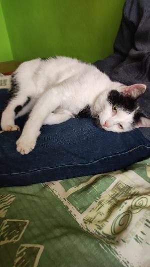 Walduś cudowny kocurek prosi o domek