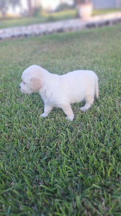 Golden  retriever