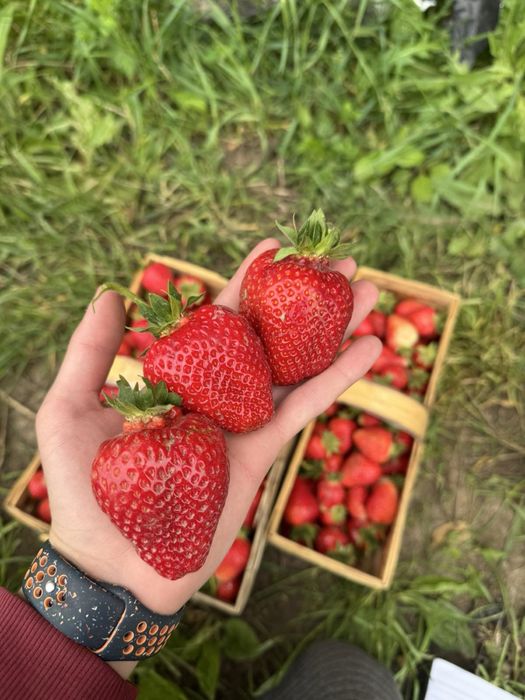 Продам полуницю ( клубніку)
