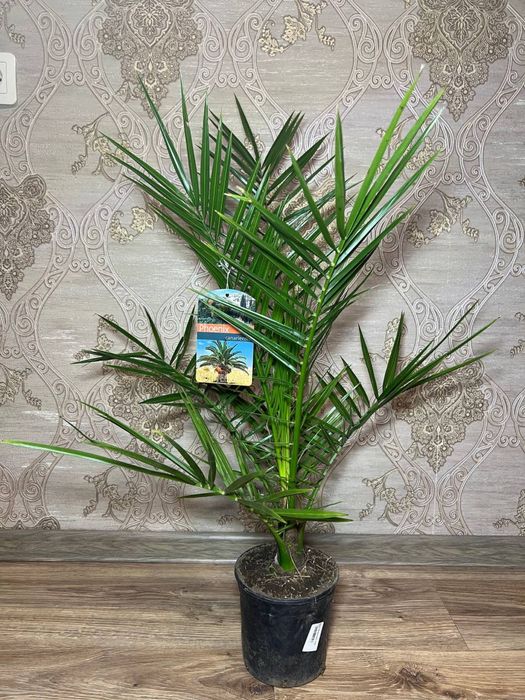 Фінік канарський (Phoenix canariensis)  h 65 см