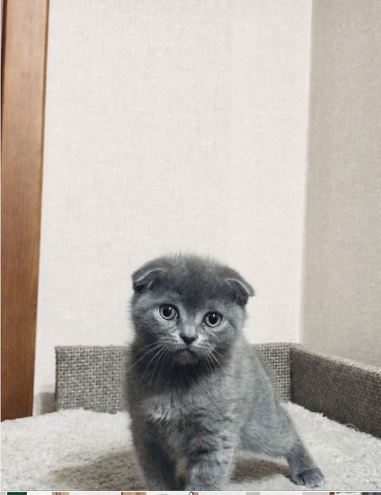 Scottish fold  ( дівчинка)